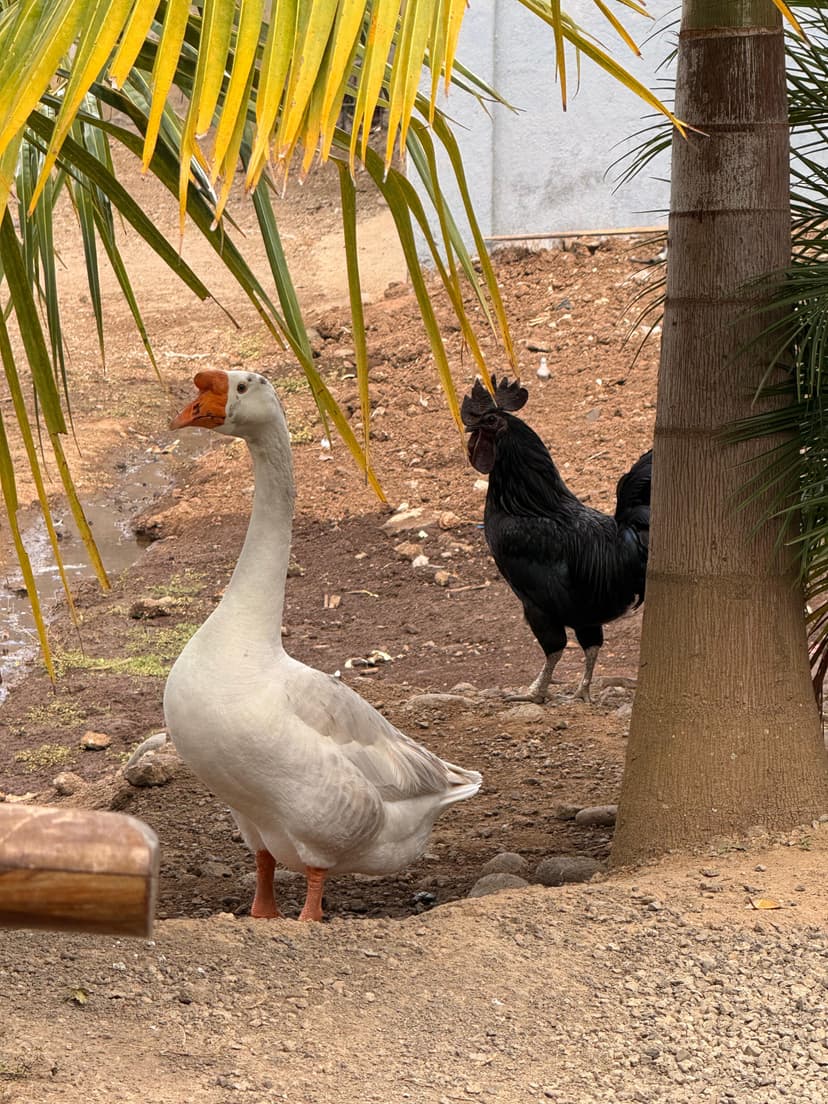 Media c8f5410b-063d-4474-bc80-2a8e250b6a1d